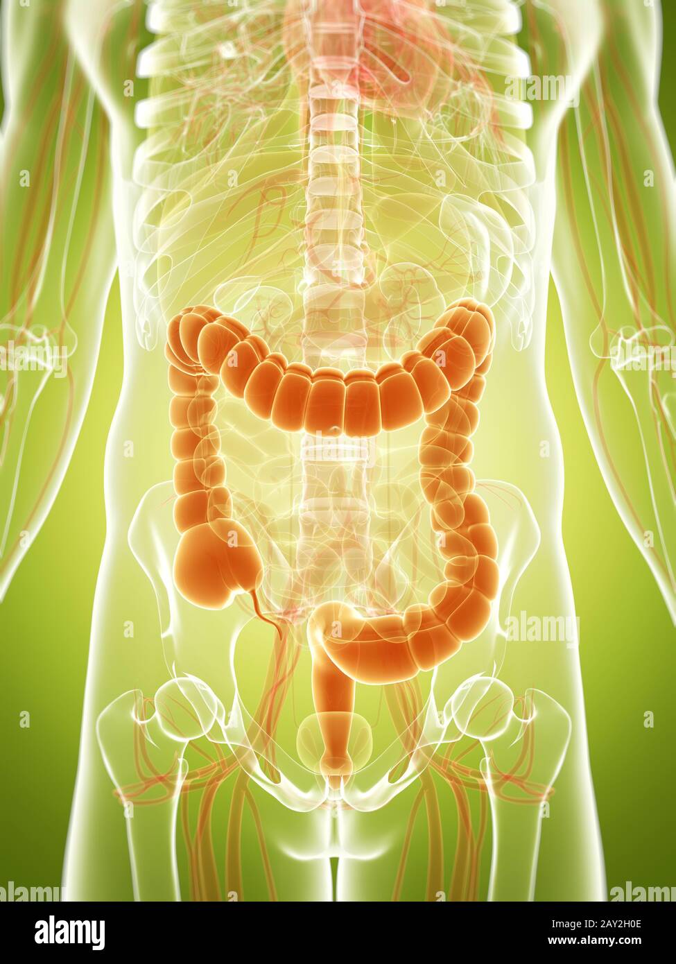 3d reso illustrazione di un colon umano Foto Stock