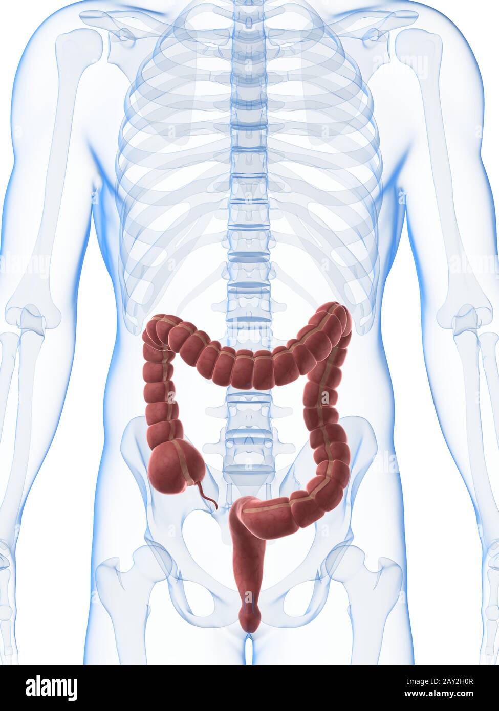 3d reso illustrazione del colon maschio Foto Stock