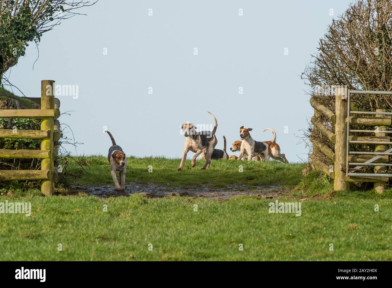 Pack di foxhounds caccia Foto Stock