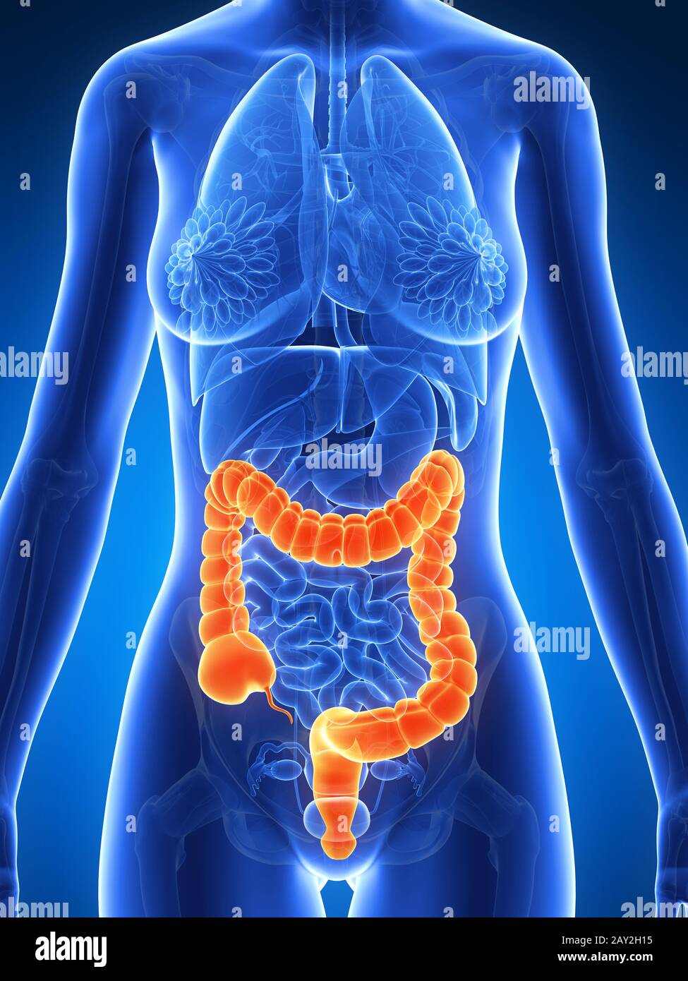 3d reso illustrazione di una donna colon Foto Stock