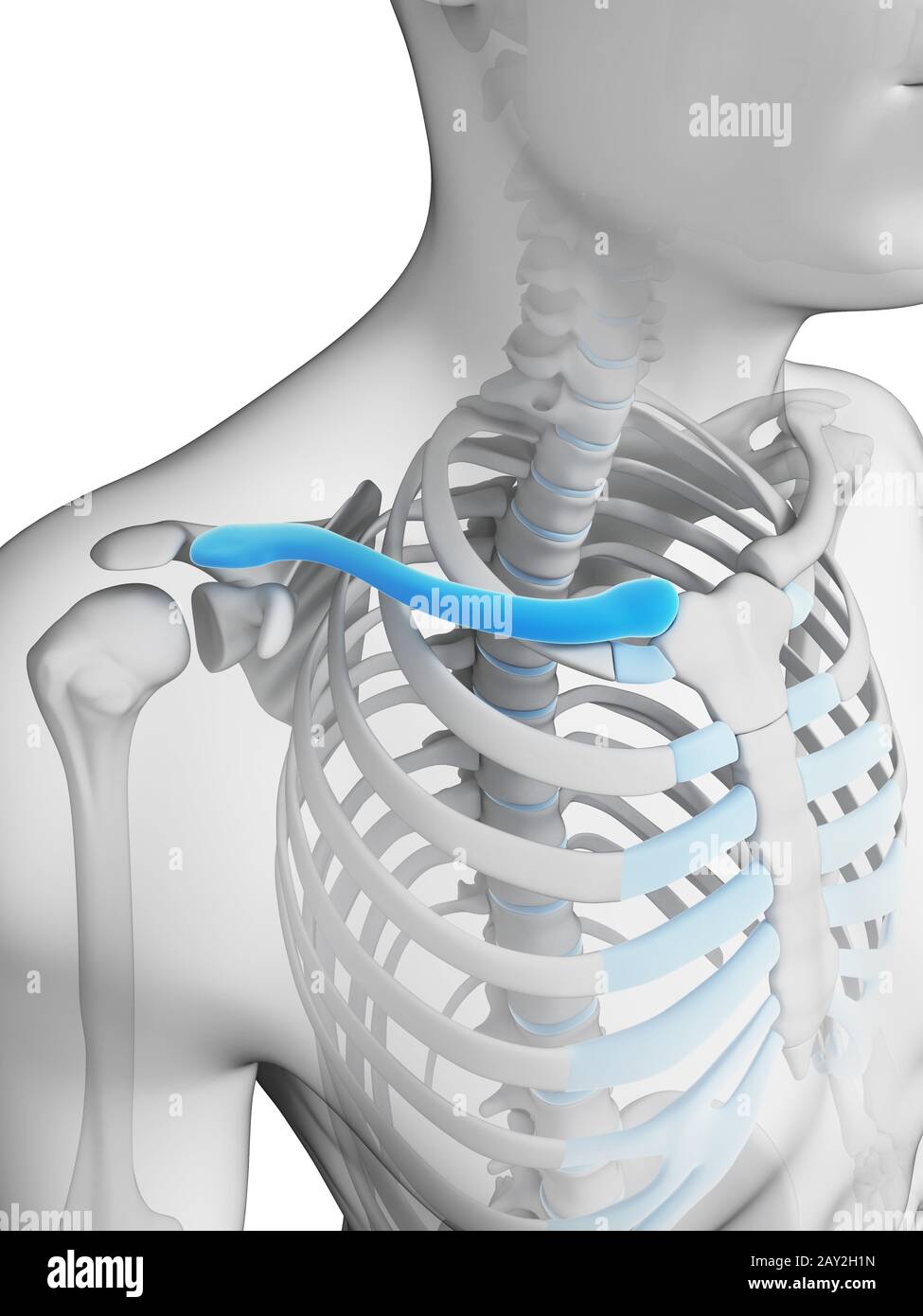 3d reso illustrazione - clavicola Foto Stock