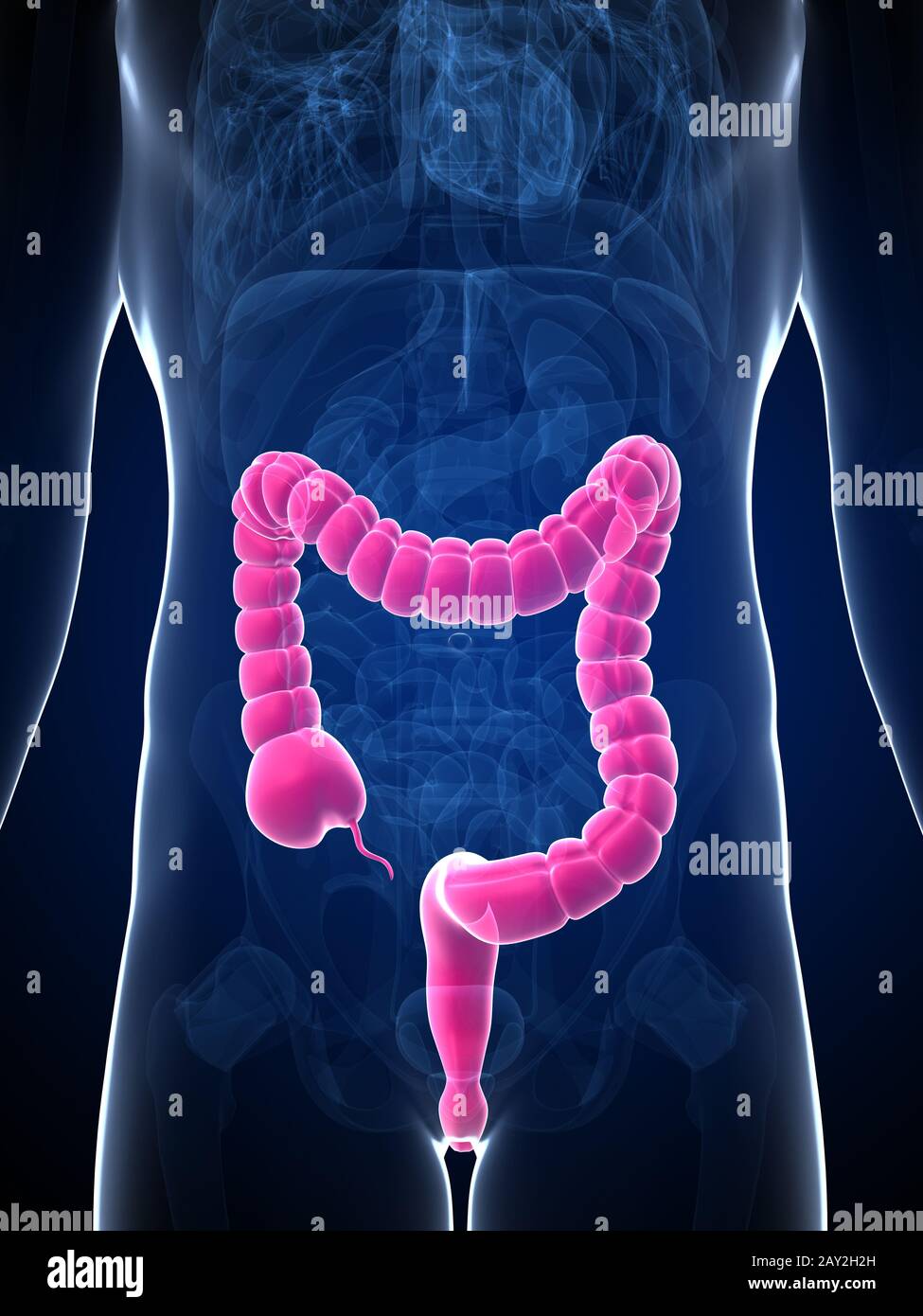 3d reso illustrazione del colon maschio Foto Stock