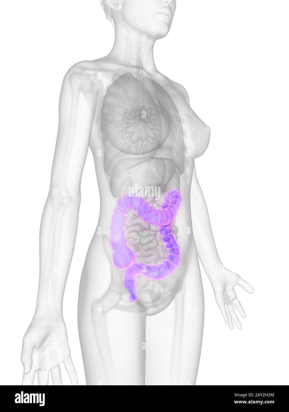 3d reso illustrazione di una donna colon Foto Stock