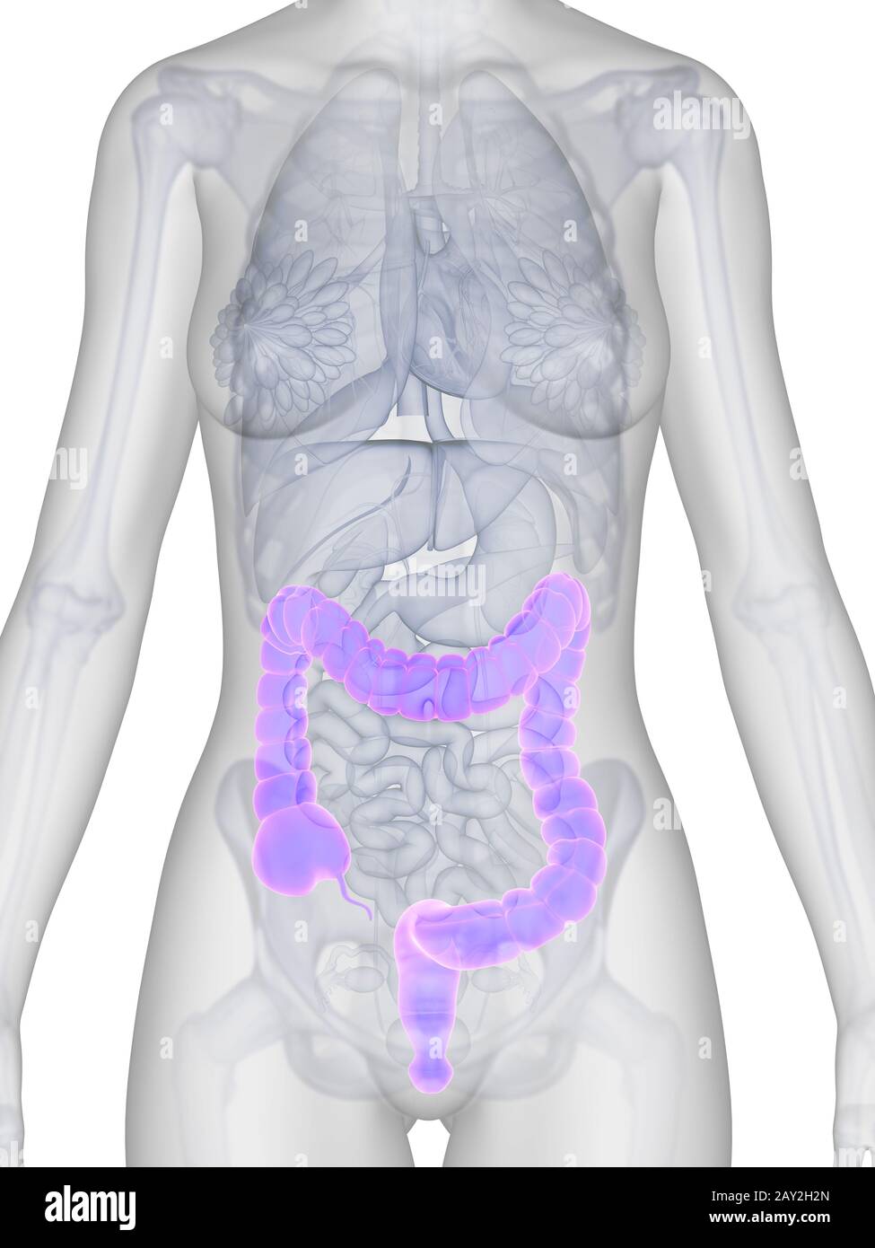 3d reso illustrazione di una donna colon Foto Stock
