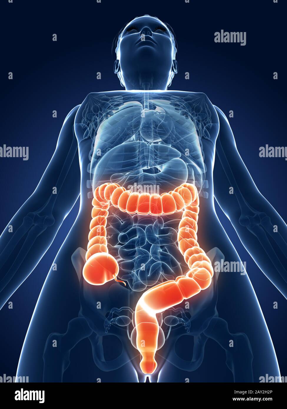 Rendering 3d Illustrazione medica - femmina colon Foto Stock