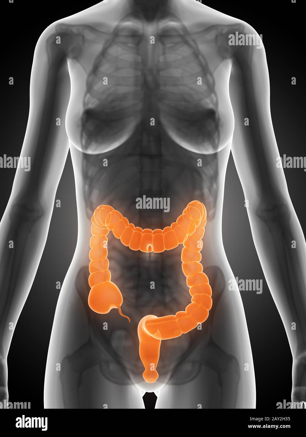 3d reso illustrazione di una donna colon Foto Stock