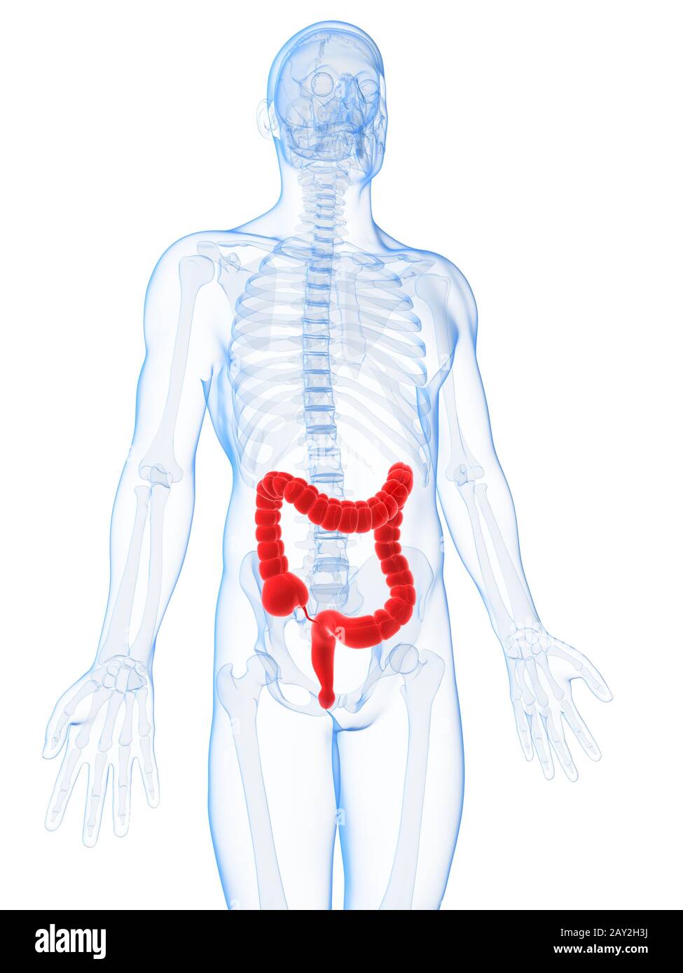 3d reso illustrazione del colon maschio Foto Stock