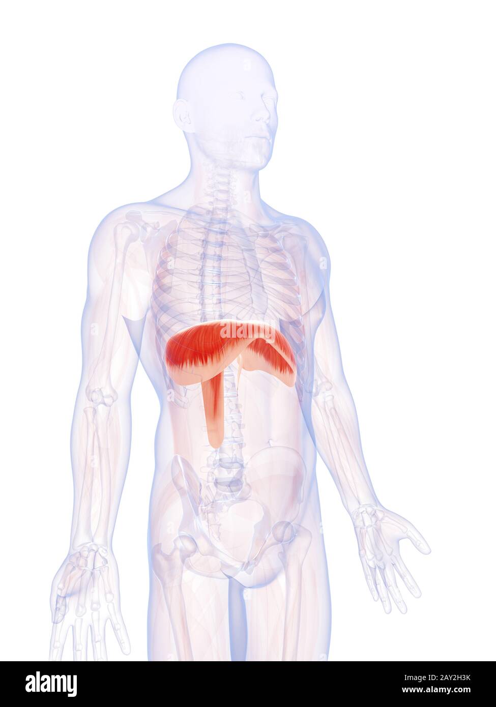 3d reso illustrazione del diaframma umano Foto Stock