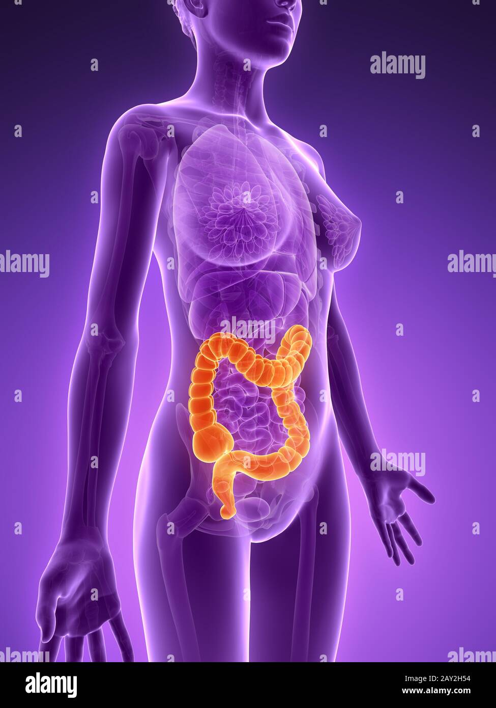 3d reso illustrazione - colon Foto Stock