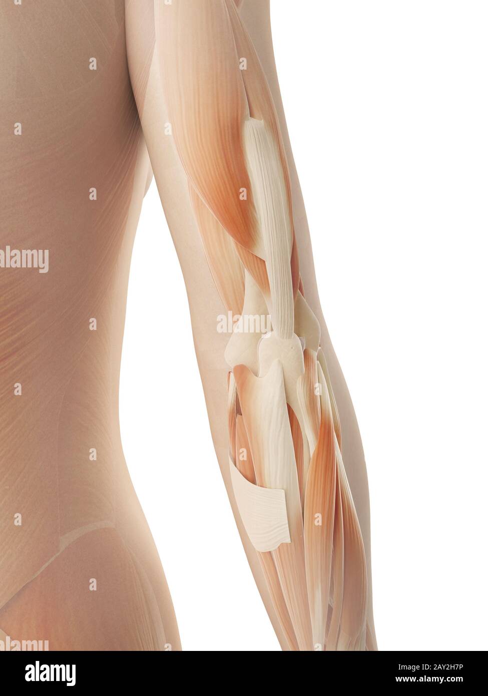 Femmina dei muscoli del braccio Foto Stock