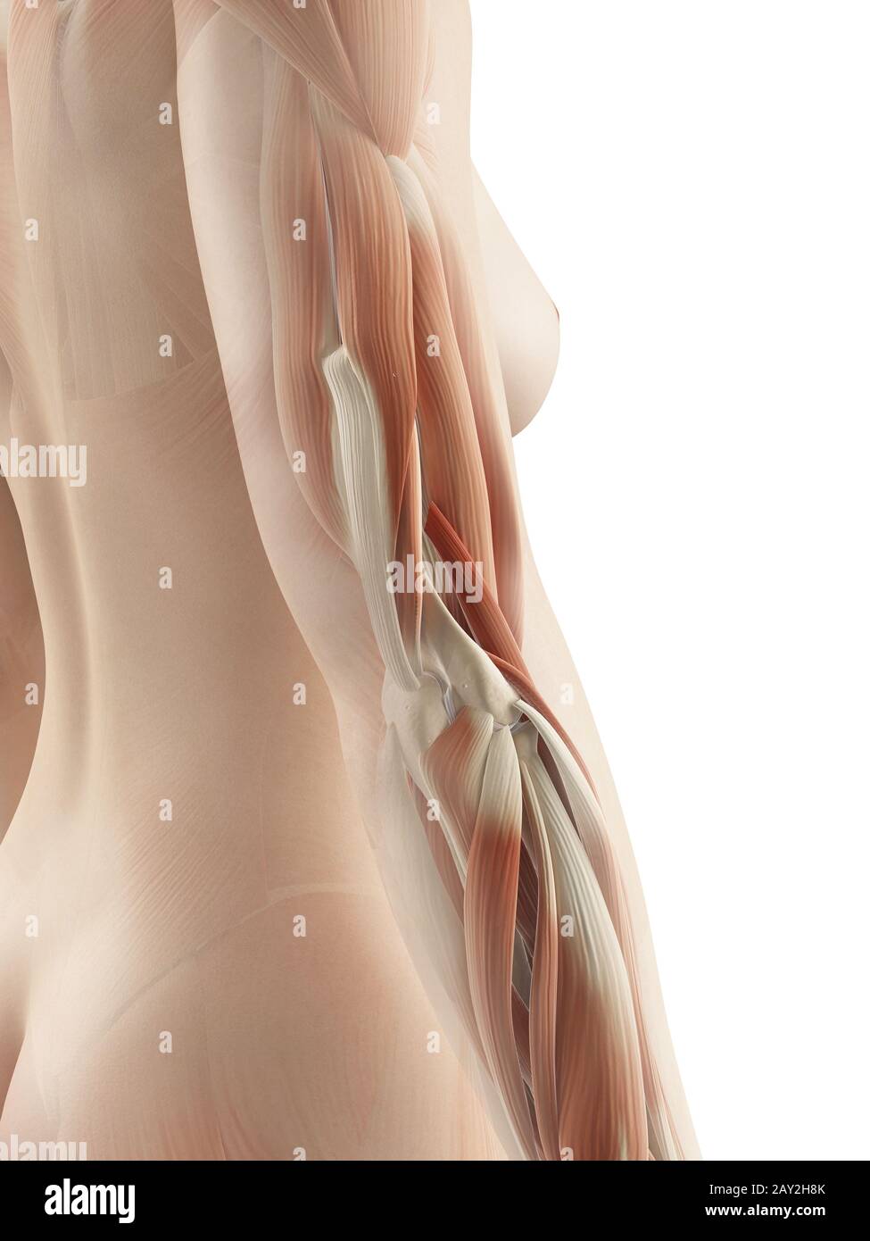 Femmina dei muscoli del braccio Foto Stock