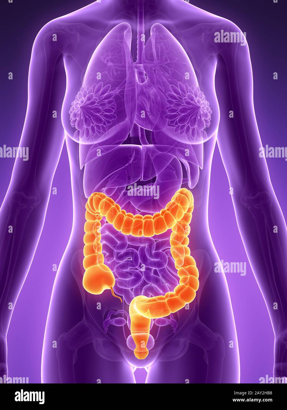 3d reso illustrazione - colon Foto Stock