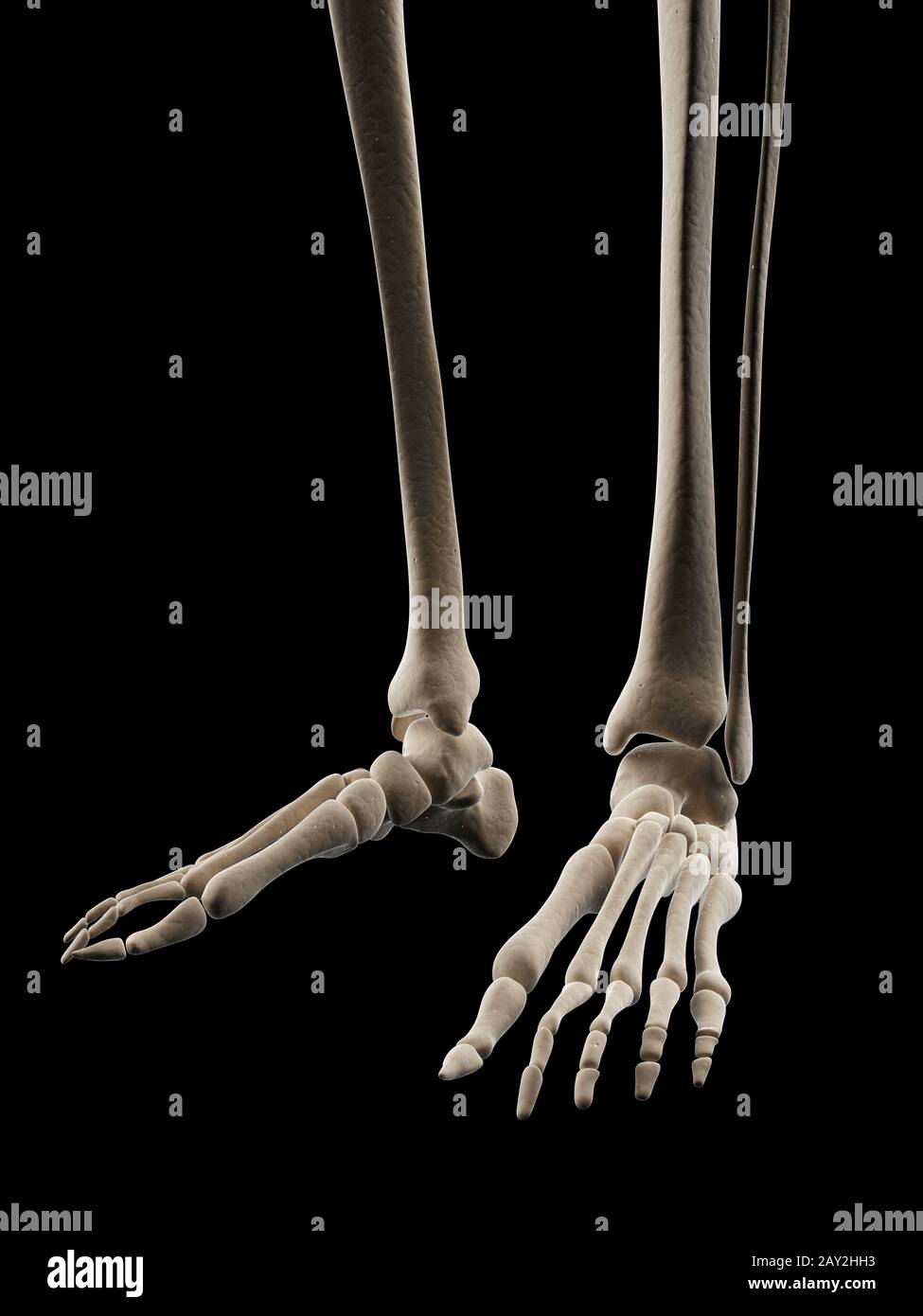 Illustrazione medica del piede scheletrico Foto Stock