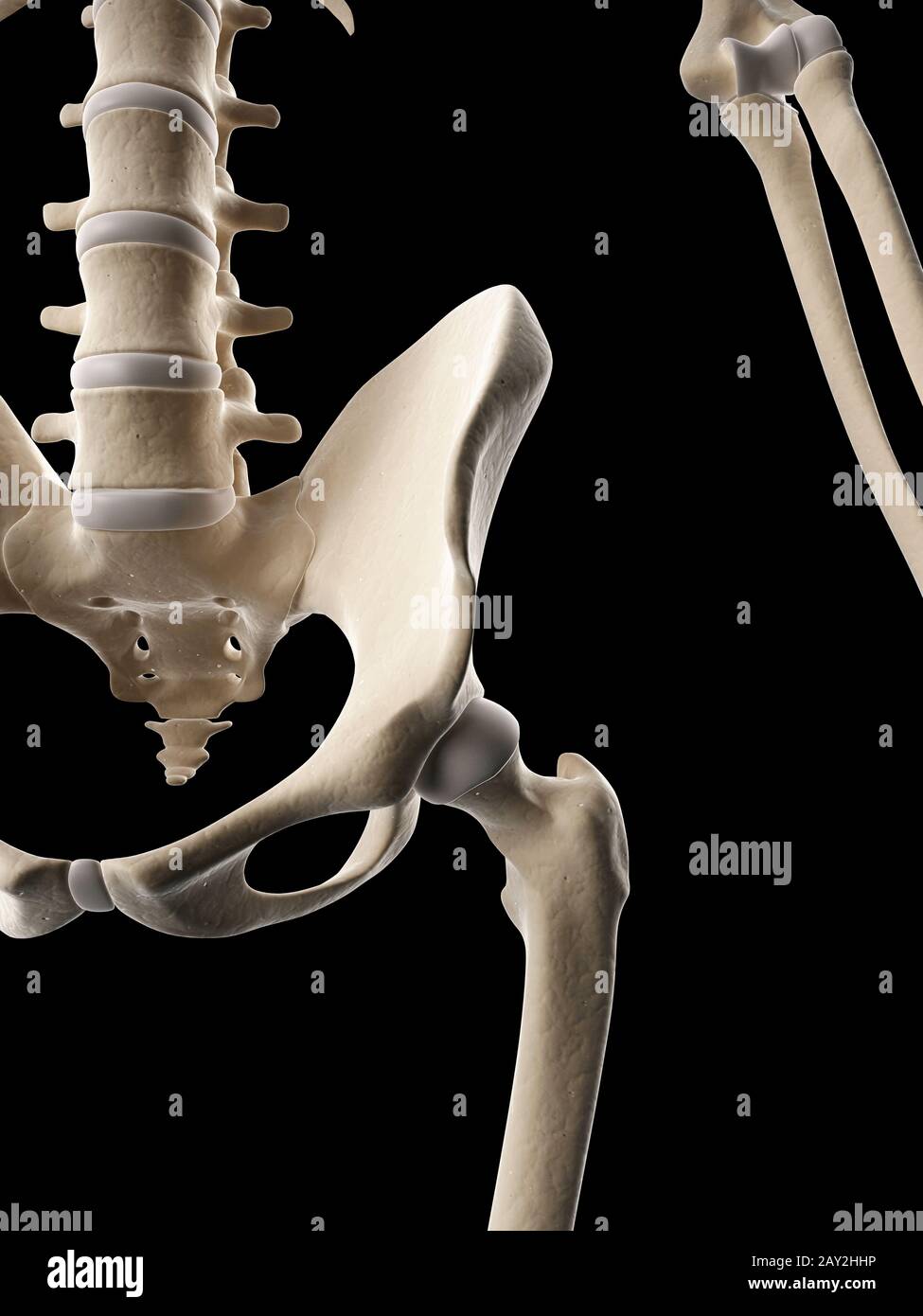Illustrazione medica dell'anca scheletrico Foto Stock