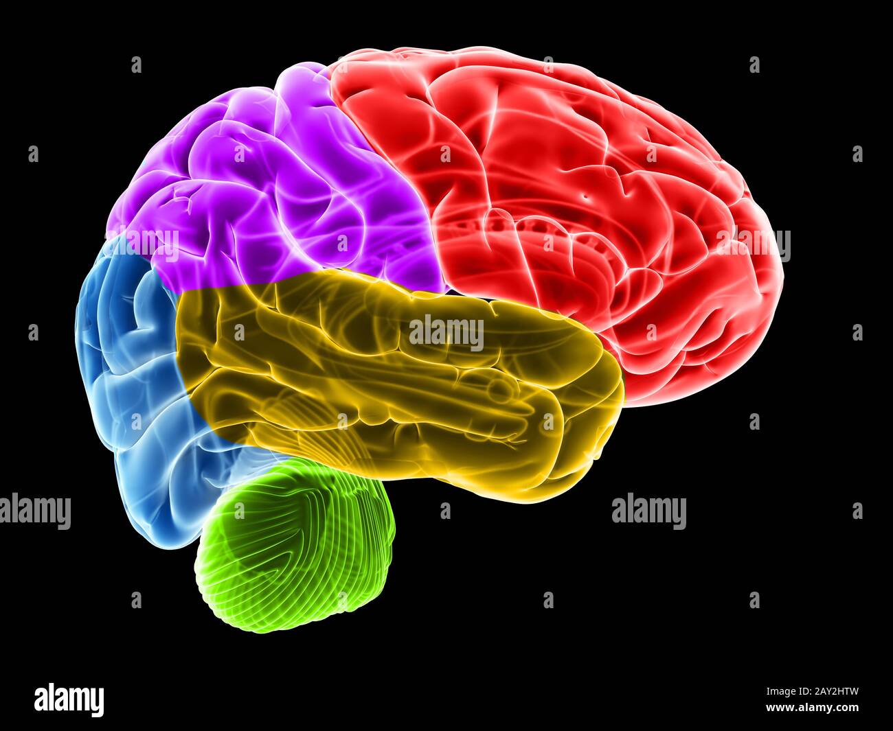 rappresentazione 3d delle sezioni cerebrali Foto Stock