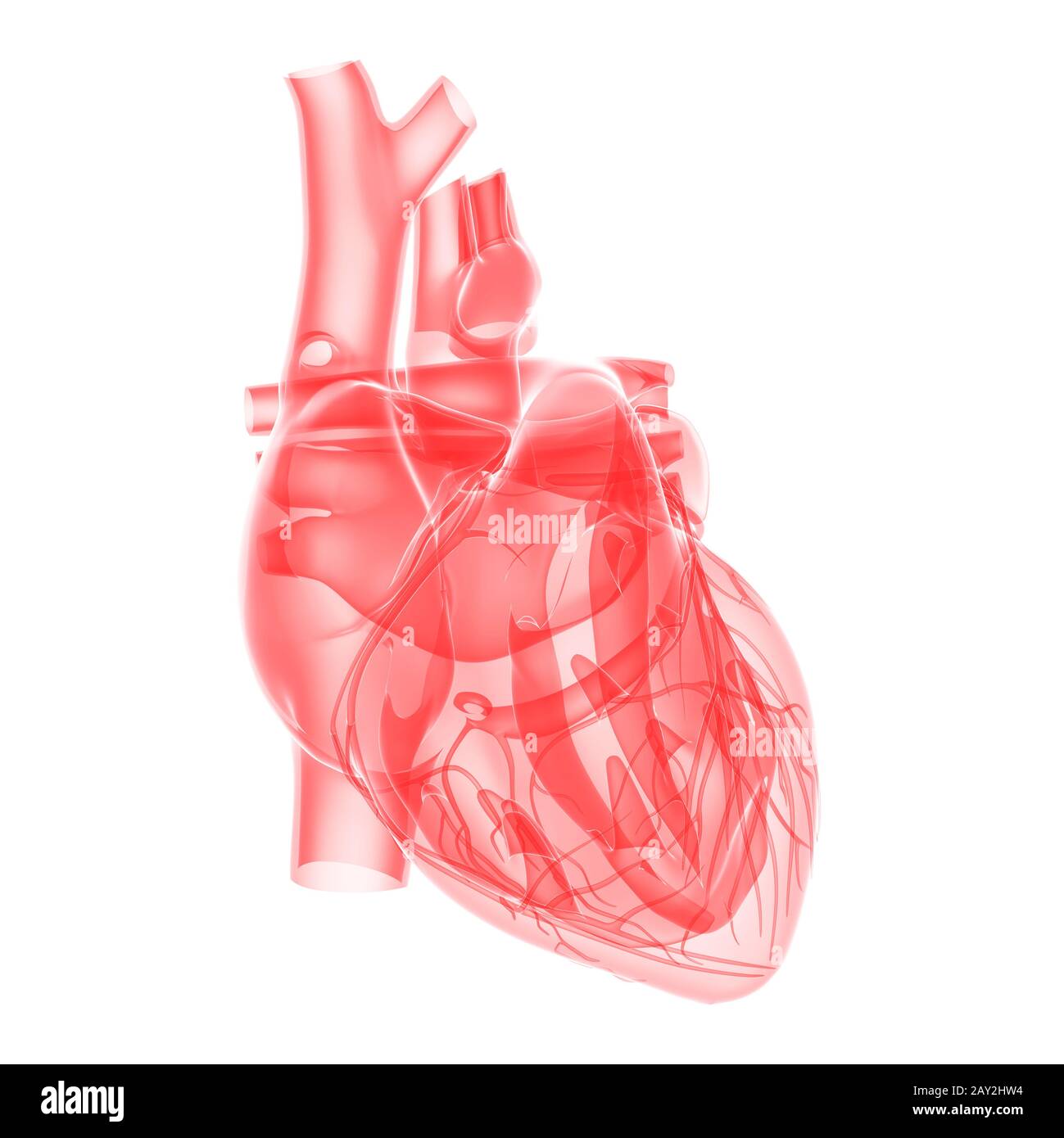 illustrazione medica - cuore umano trasparente Foto Stock