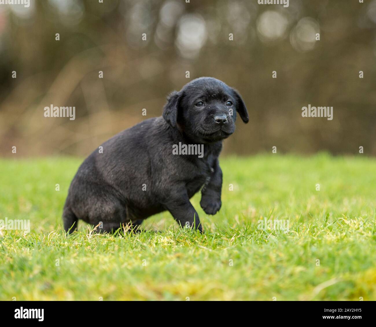 Staffordshire bull terrier cucciolo Foto Stock