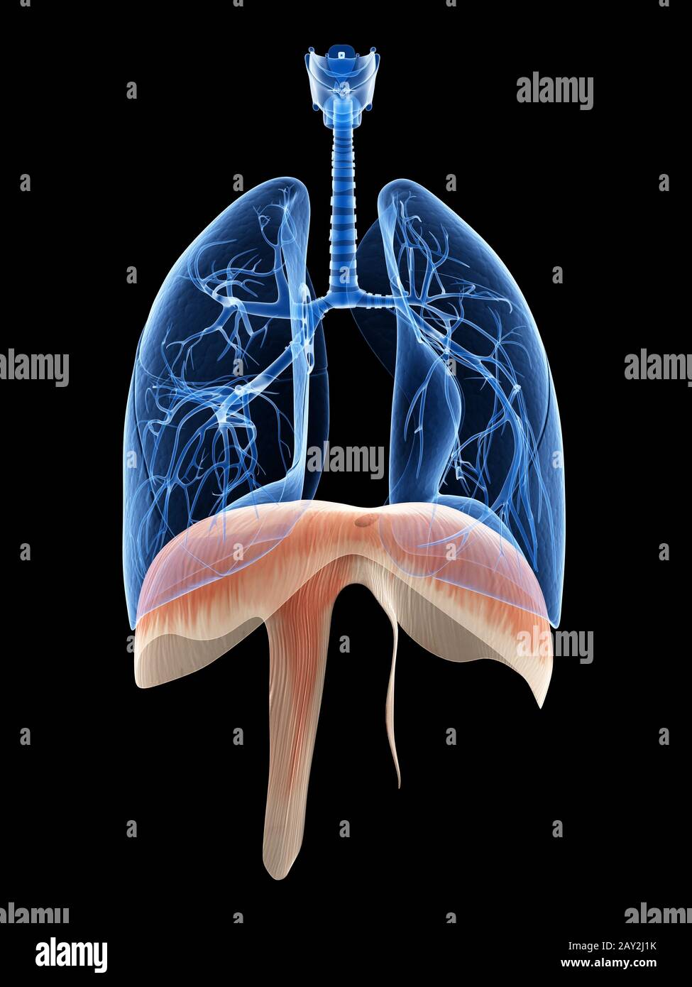 illustrazione medica del polmone e del diaframma Foto Stock