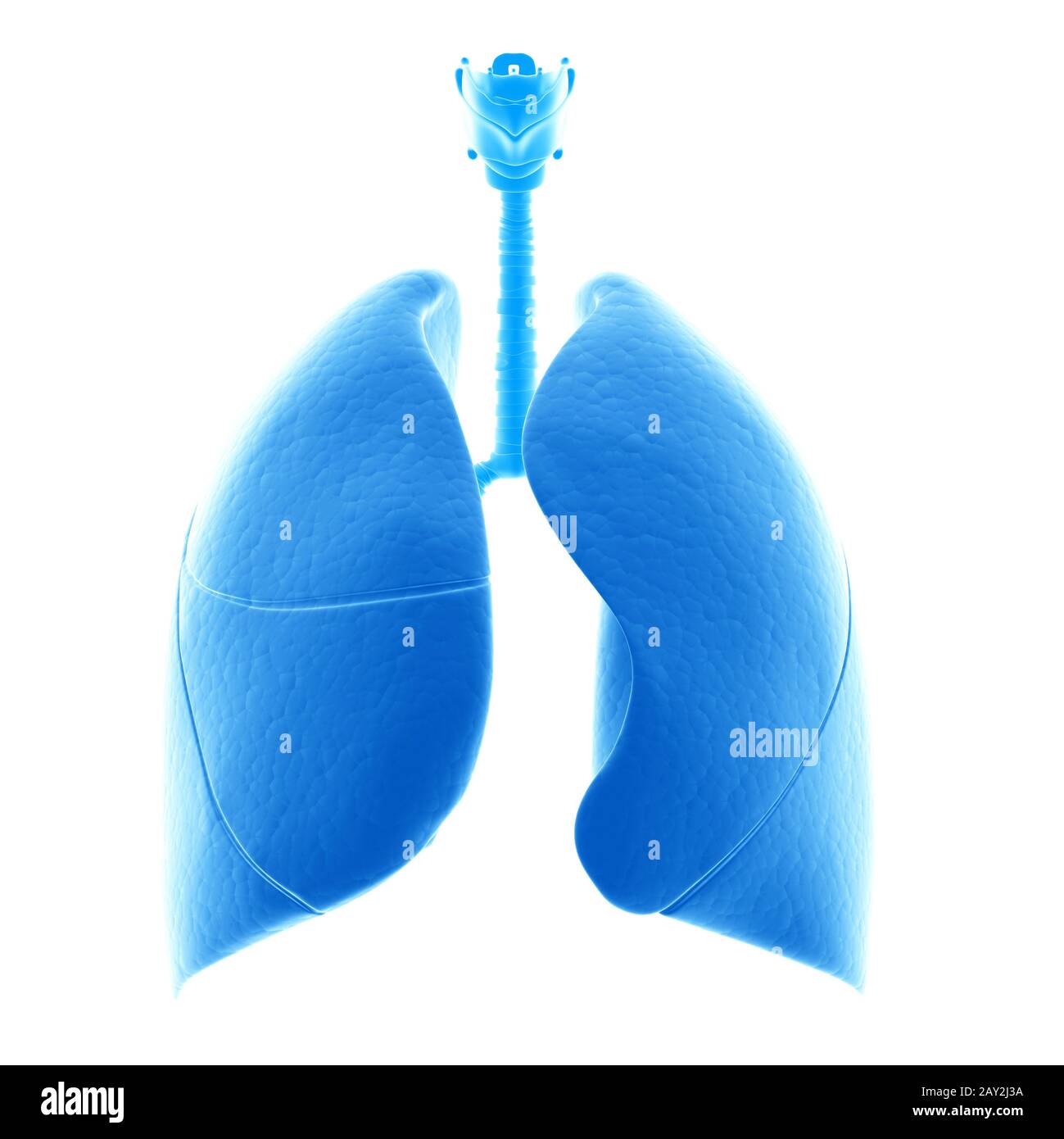 illustrazione medica del polmone umano Foto Stock