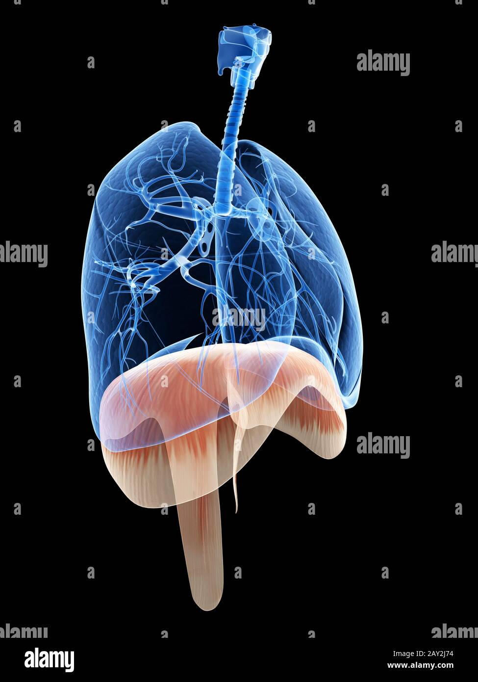 illustrazione 3d rappresentata - polmone e diaframma Foto Stock