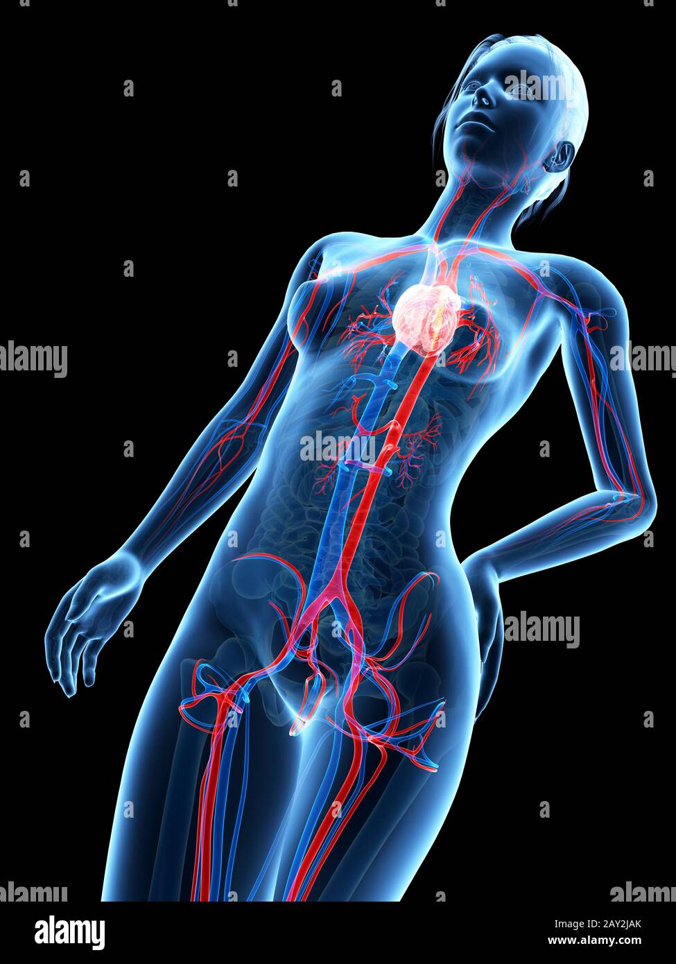 illustrazione 3d medica - anatomia femminile - sistema cardiovascolare Foto Stock