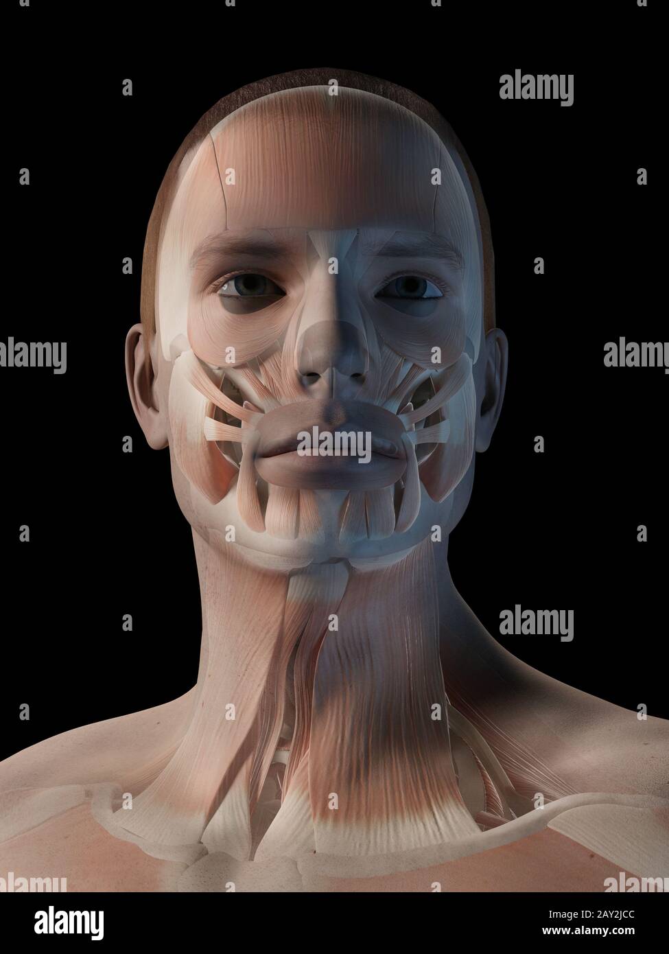 illustrazione 3d medica - sistema muscolare maschile - muscoli facciali Foto Stock