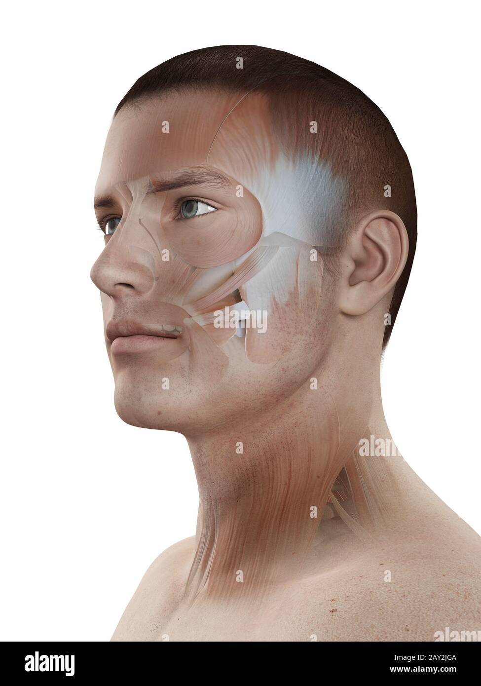 illustrazione 3d medica - sistema muscolare maschile - muscoli facciali Foto Stock