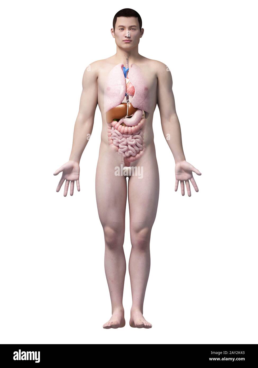 anatomia asiatica Foto Stock