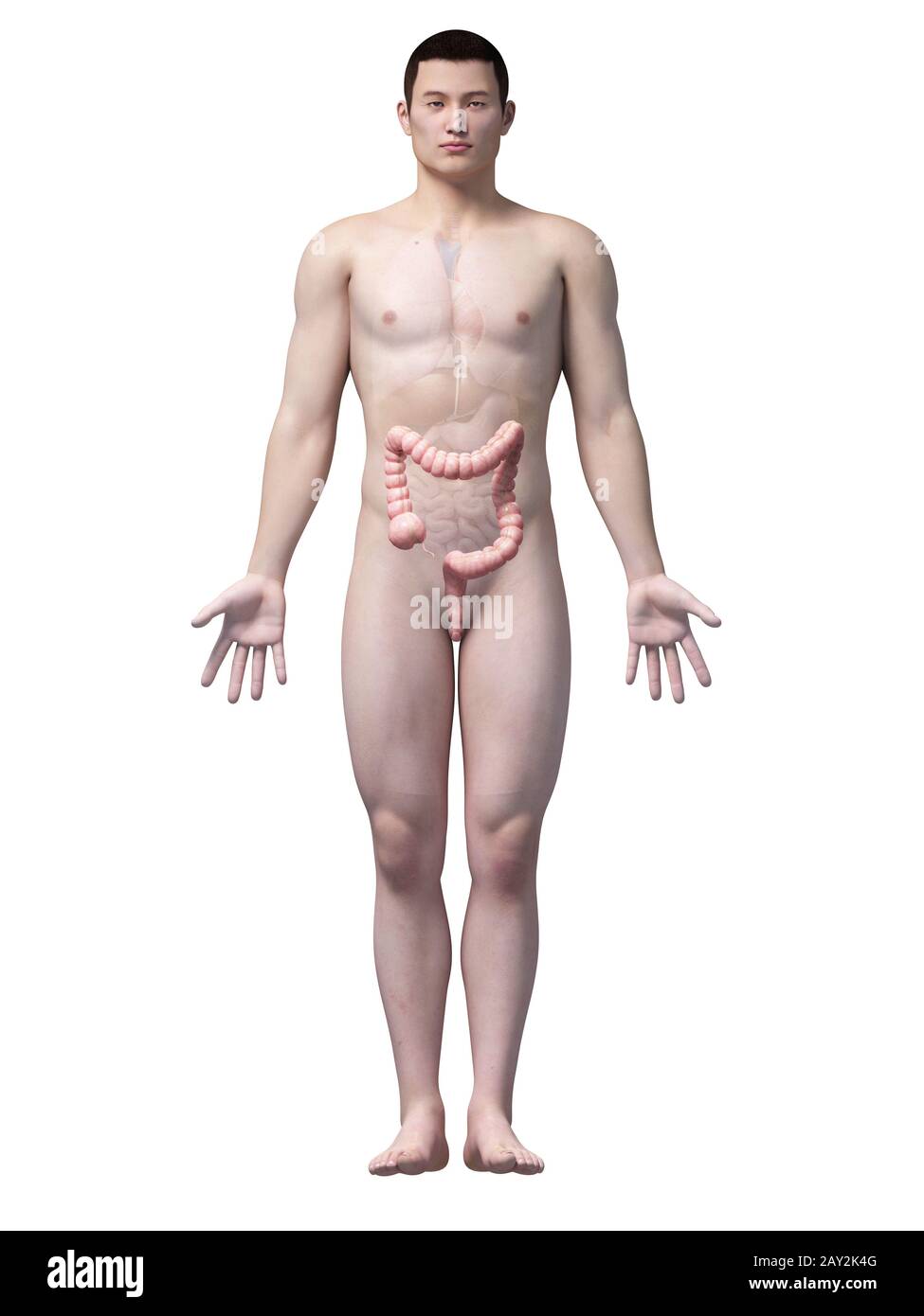 anatomia asiatica Foto Stock