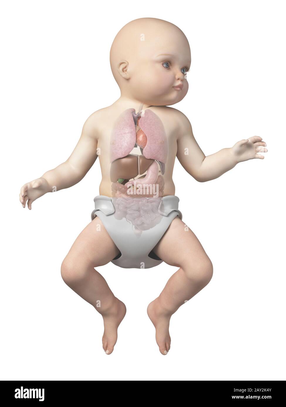 anatomia del bambino Foto Stock