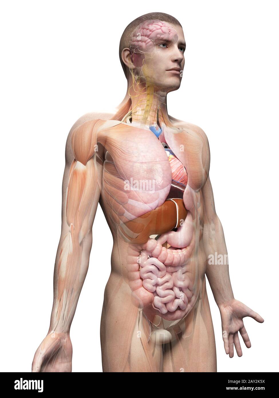 anatomia dell'uomo Foto Stock
