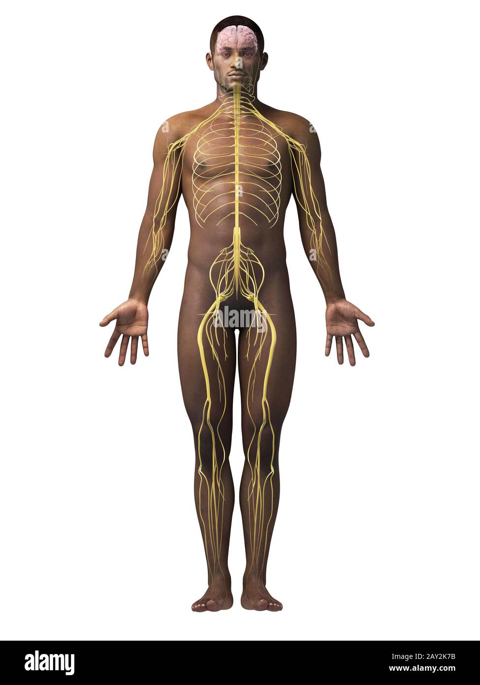 anatomia afro-americana Foto Stock