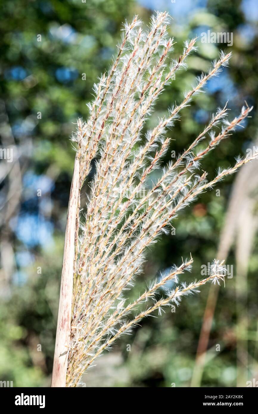 Erba di pampas giapponese (primo piano) Foto Stock