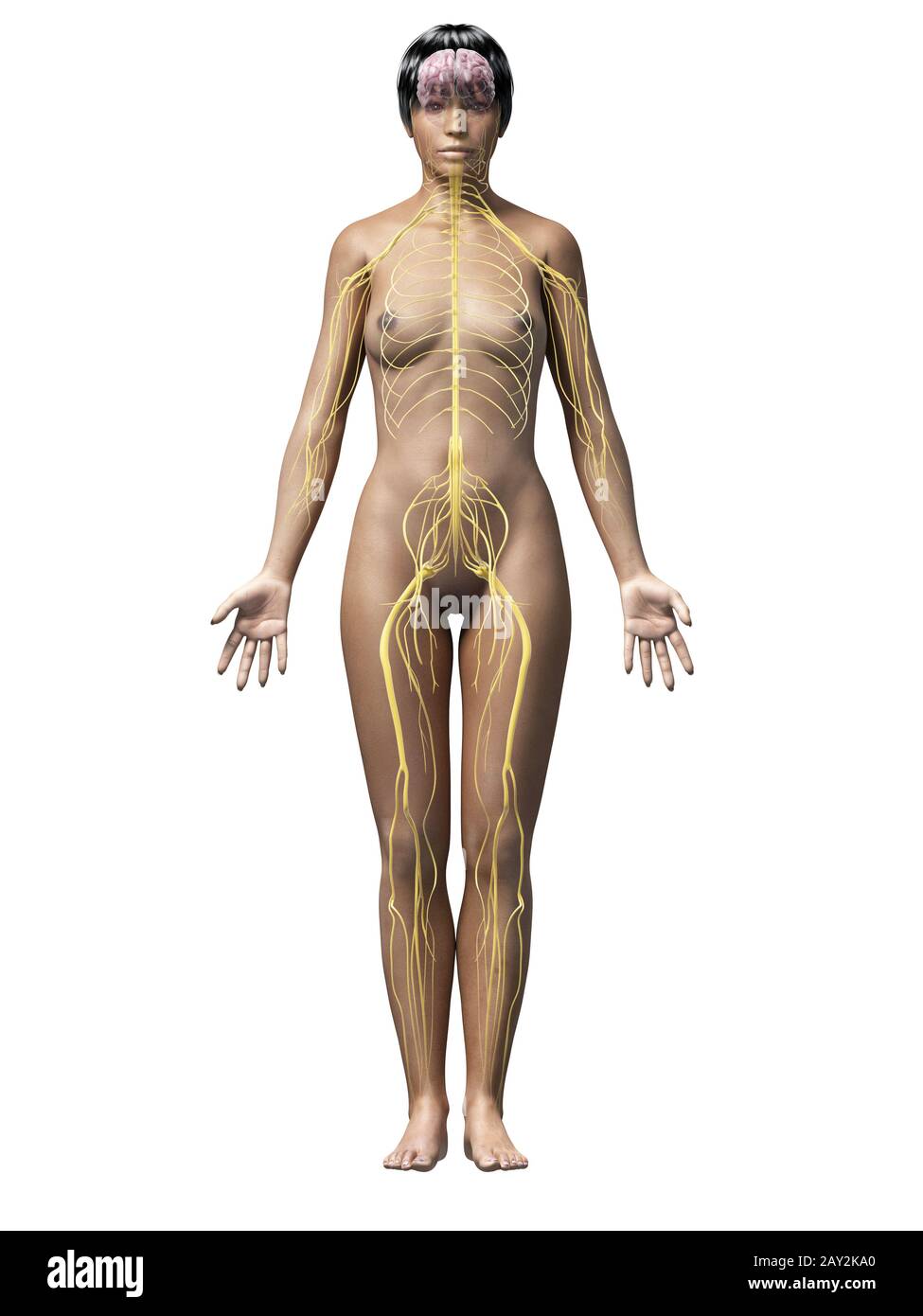 donna afro-americana Foto Stock