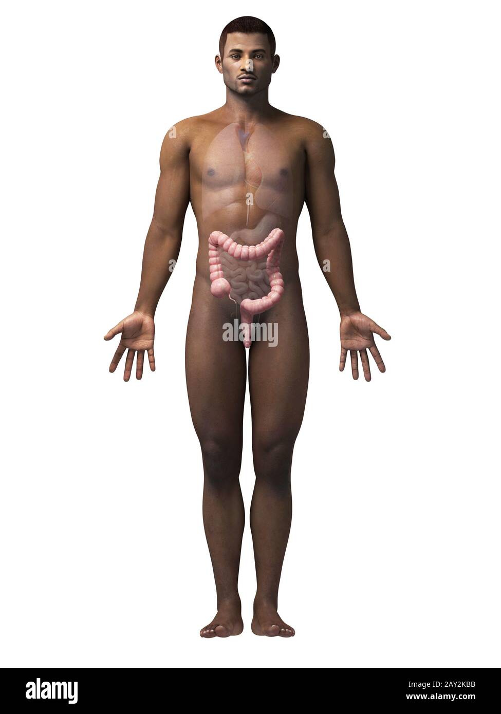 anatomia afro-americana Foto Stock