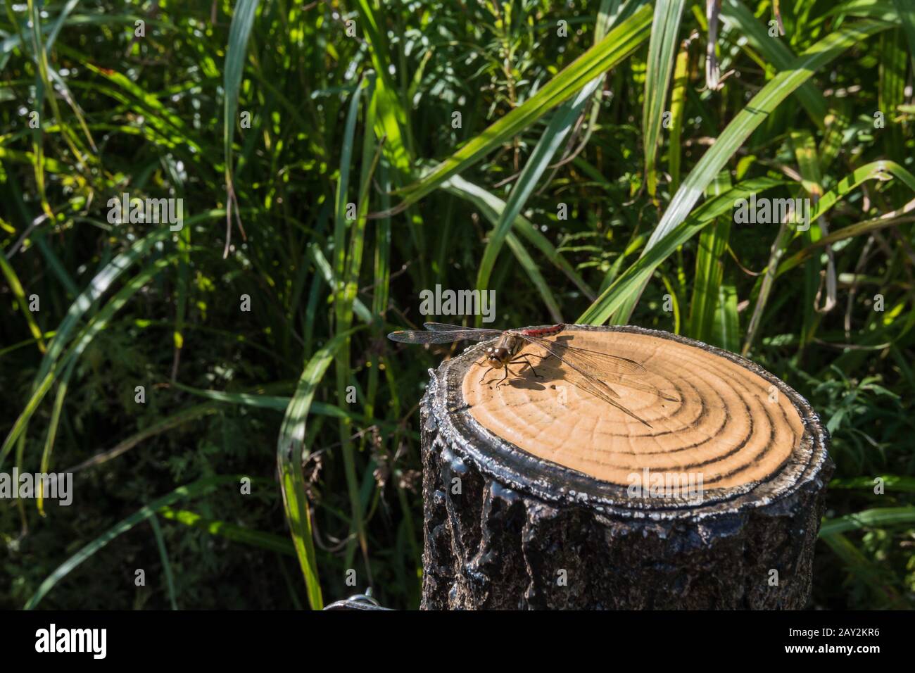 Libellula rossa che riposa sopra un ceppo artificiale. Terra Dei Soni, Nara, Giappone Foto Stock
