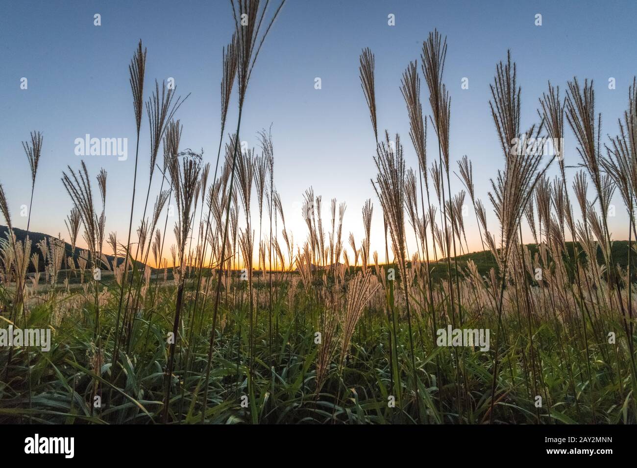 Ora d'oro: Bel giorno, sera in autunno, la luce del sole dipingeva campi d'erba di pampas giapponesi in colore dorato. Foto Stock