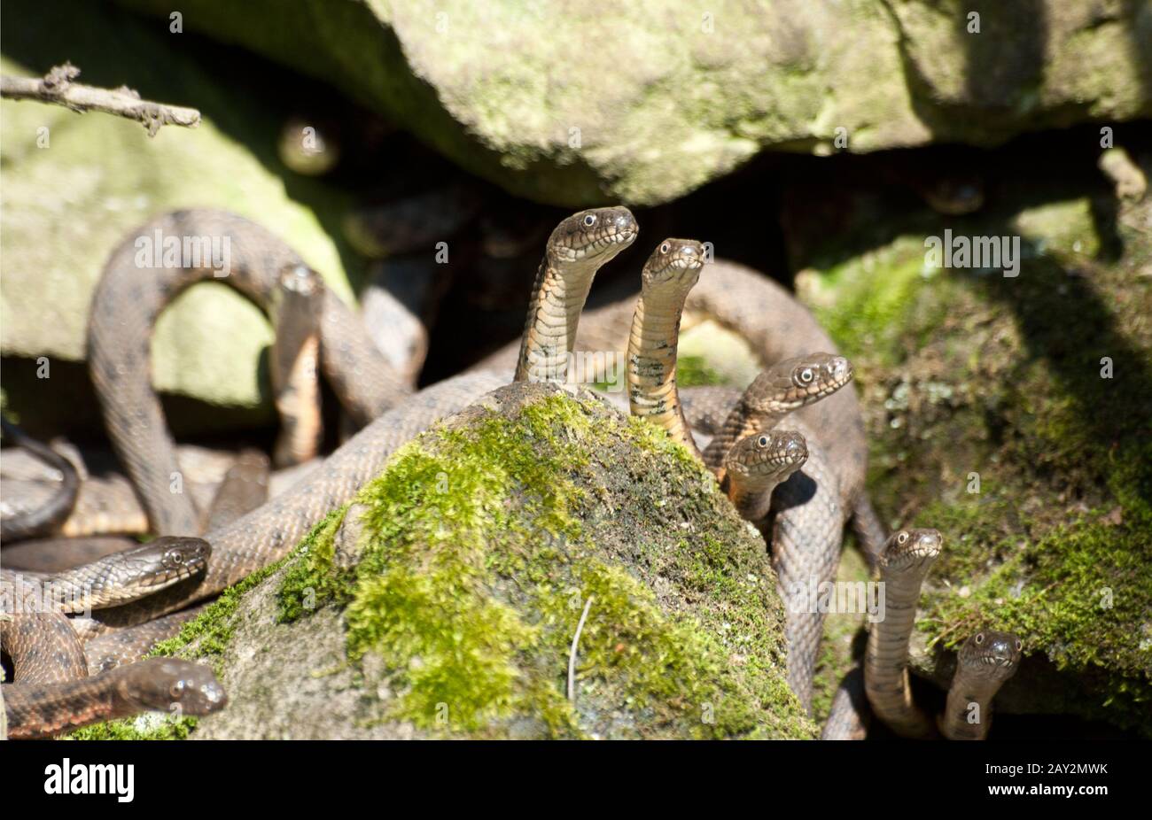 Serpenti d'acqua di nozze (Natrix tessellata). Foto Stock