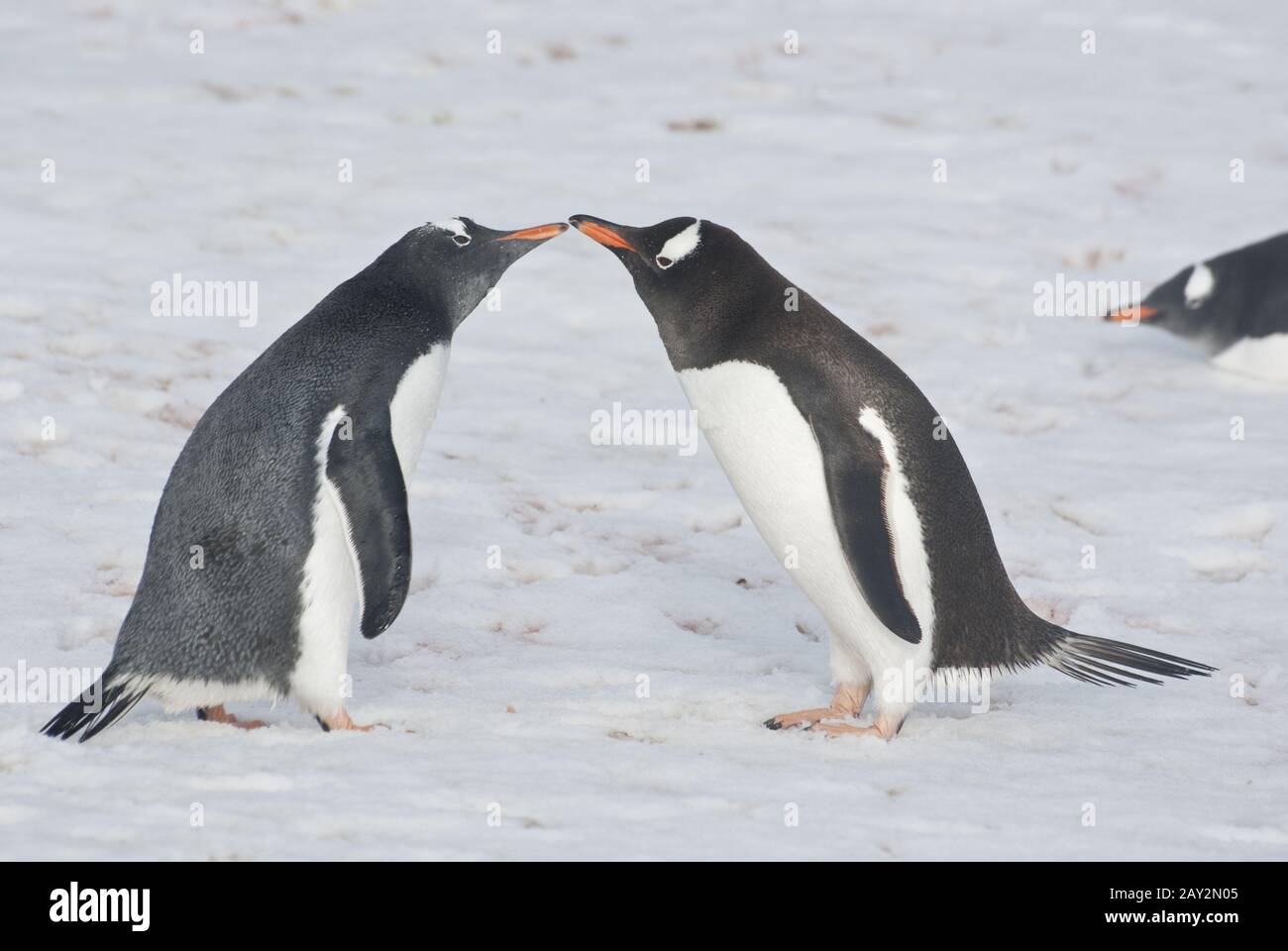 Pinguini gentoo giovani e adulti. Foto Stock