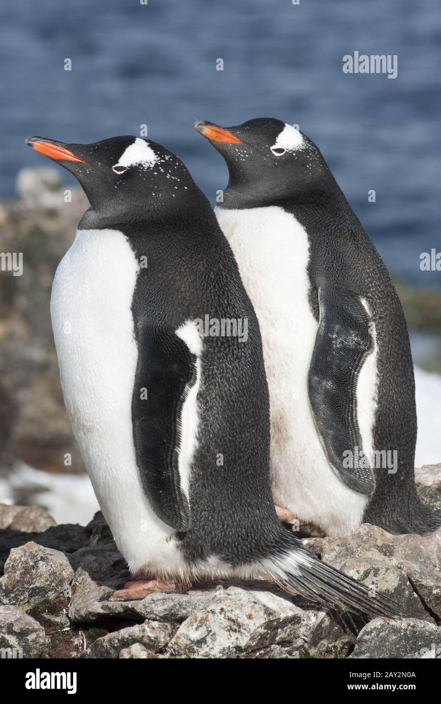 Coppia di pinguini Gentoo in una giornata di sole. Foto Stock