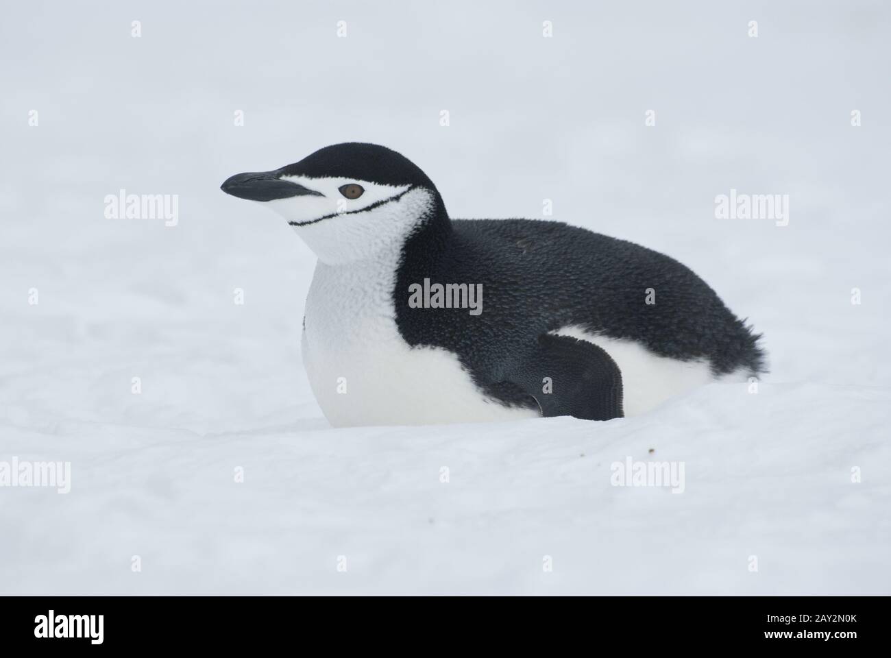 Pinguino antartico sdraiato sulla neve. Foto Stock