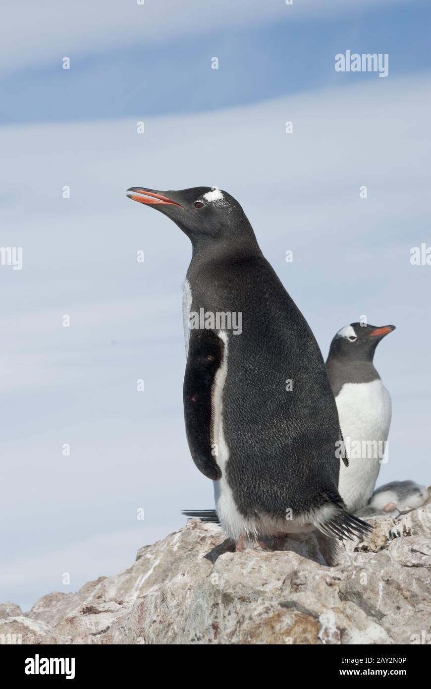 Pinguino Gentoo in piedi sulle rocce. Foto Stock