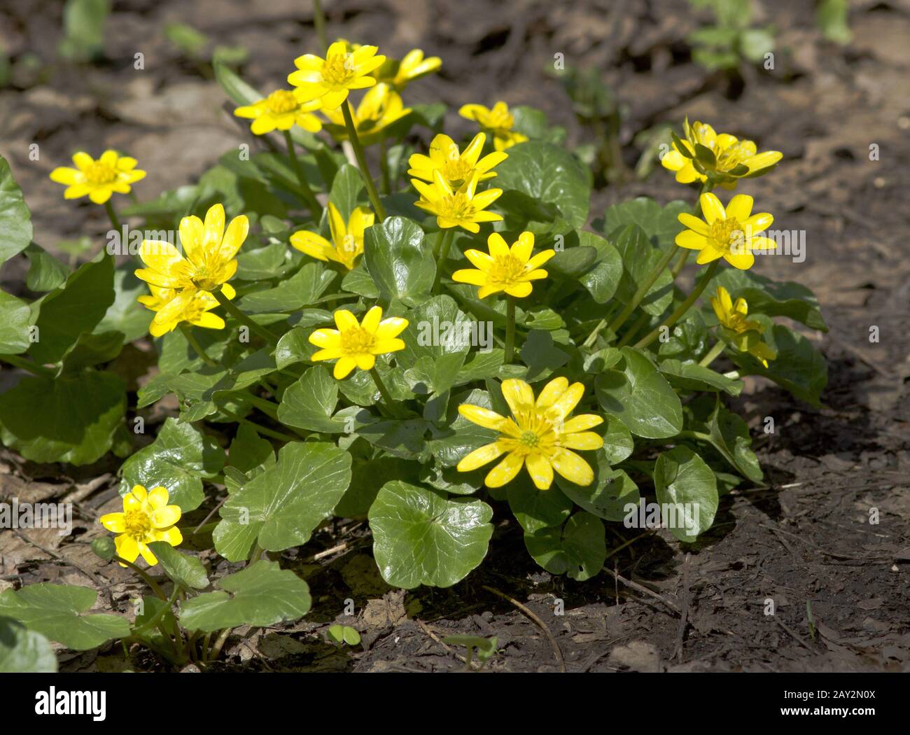 Fiori gialli di primavera in una giornata di sole. Foto Stock