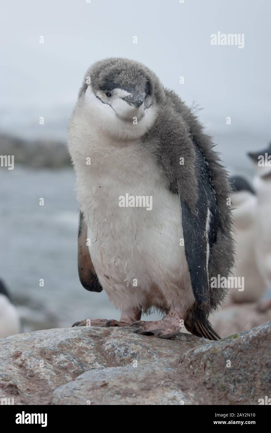 Giorno d'estate pulcino pinguino antartico. Foto Stock