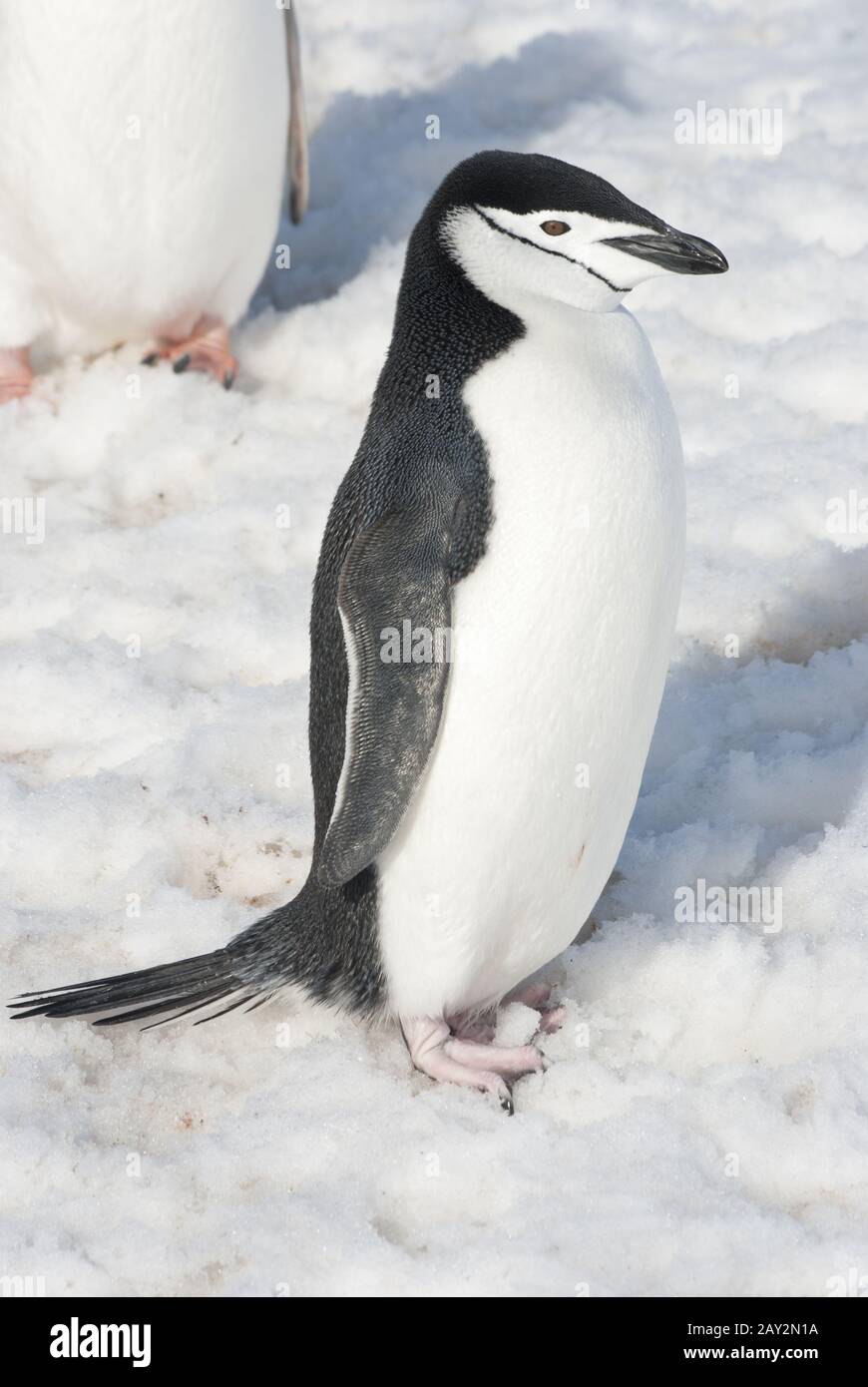 Giornata primaverile del pinguino antartico. Foto Stock