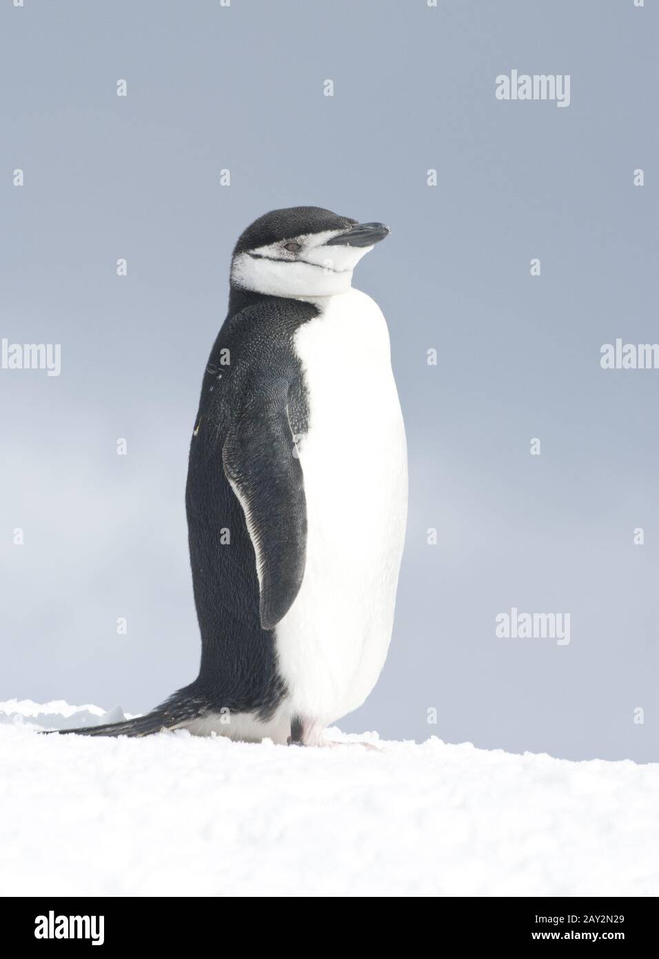 Pinguino antartico luminoso giorno d'inverno. Foto Stock