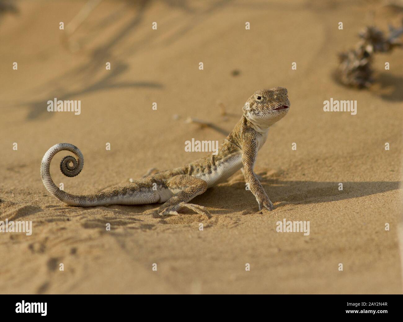 Rospo (Frynocephalus mysteraceus) nelle sabbie di Kalmykia. Foto Stock