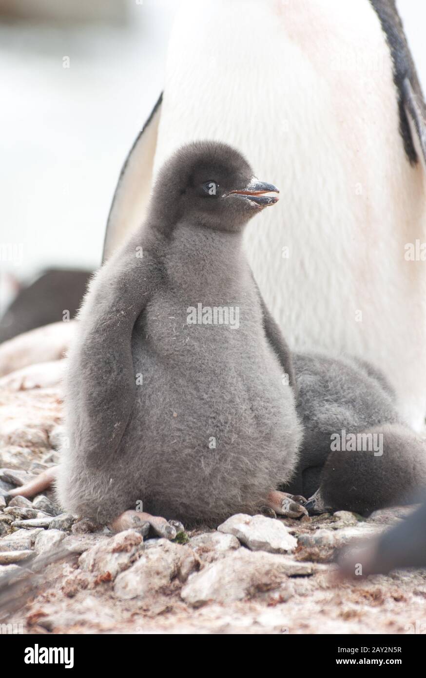 Cazzo di pinguini Adеlie nel nido. Foto Stock