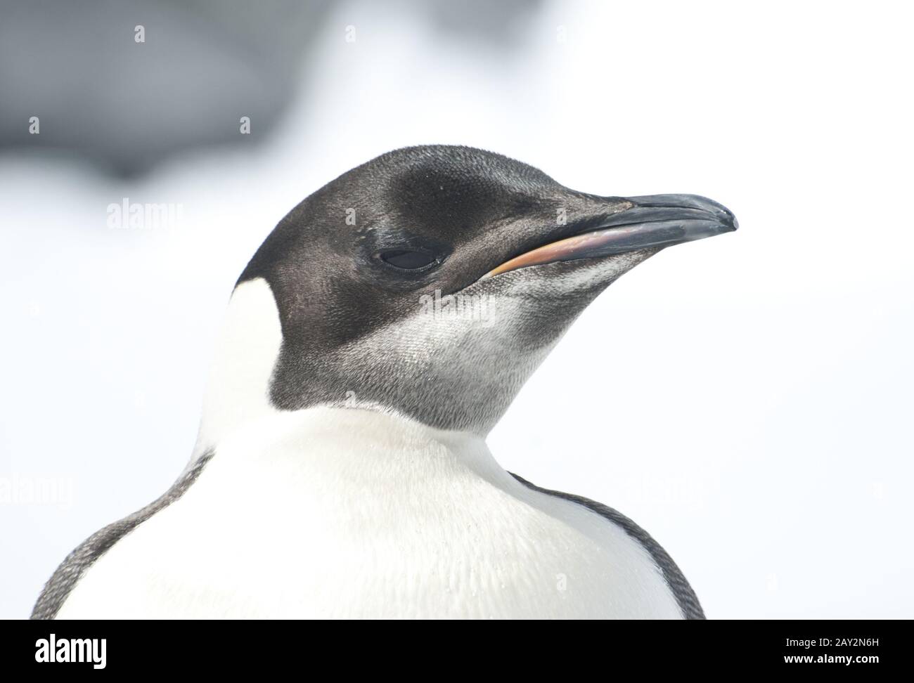 Ritratto di un giovane pinguino imperatore in un giorno luminoso. Foto Stock