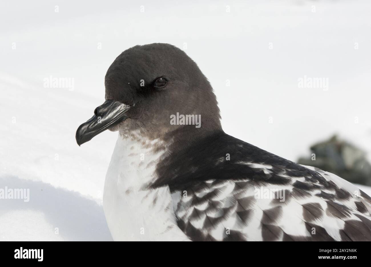 Ritratto di Cape Petrel. Foto Stock